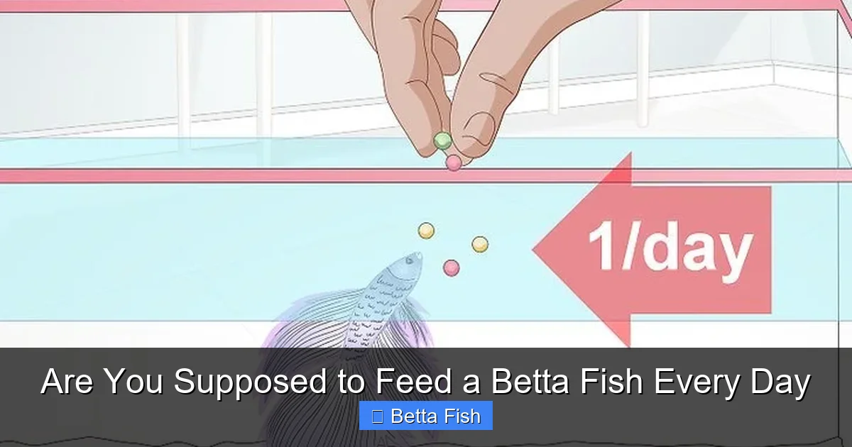 Are You Supposed to Feed a Betta Fish Every Day