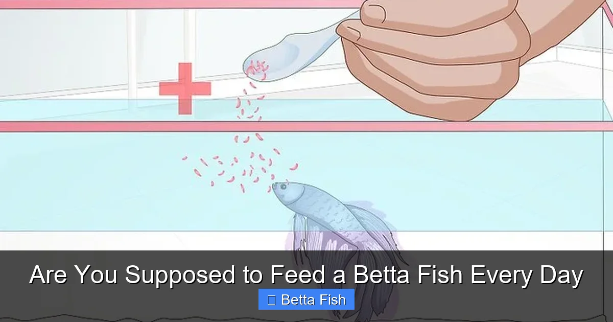 Are You Supposed to Feed a Betta Fish Every Day
