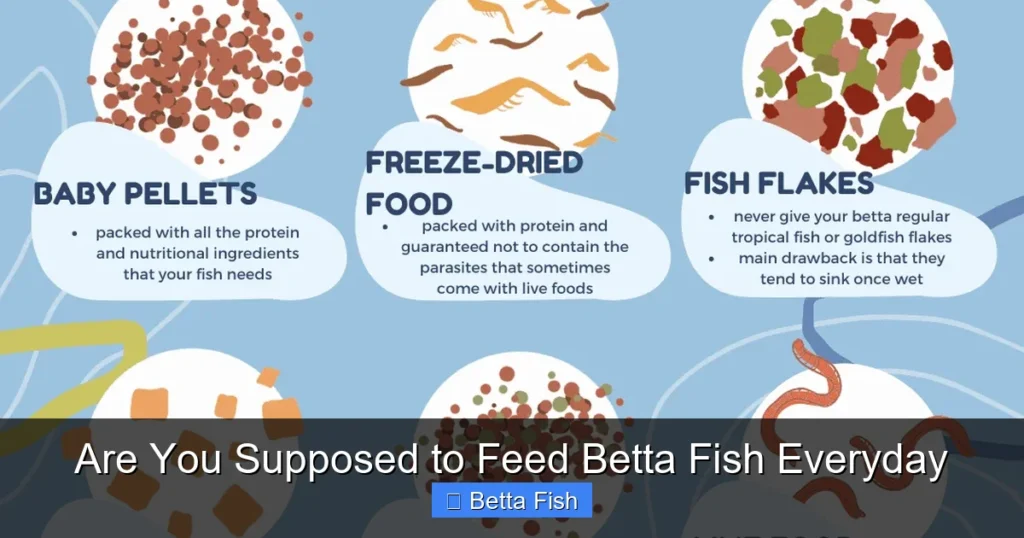 Are You Supposed to Feed Betta Fish Everyday