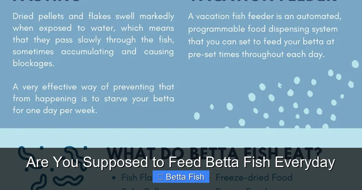 Are You Supposed to Feed Betta Fish Everyday