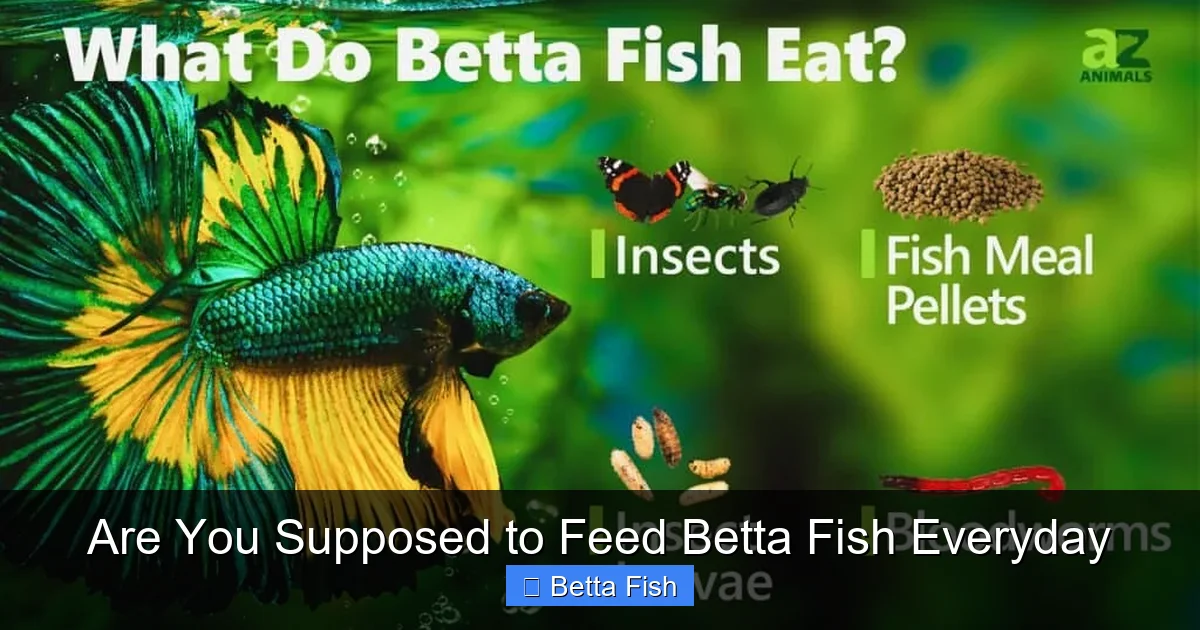 Are You Supposed to Feed Betta Fish Everyday