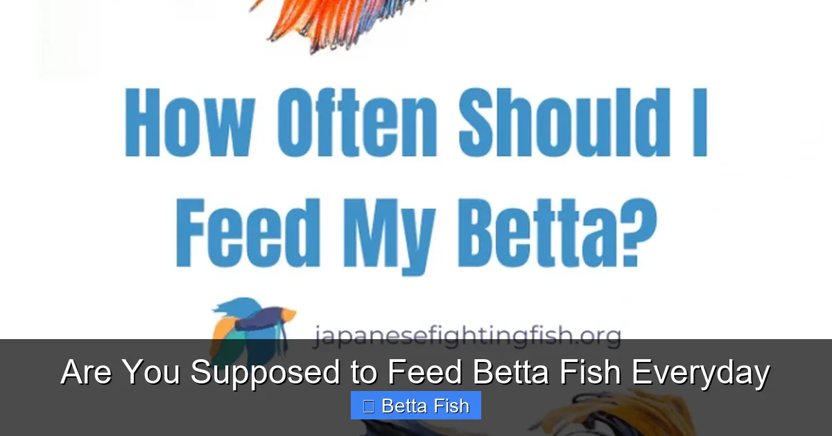 Are You Supposed to Feed Betta Fish Everyday