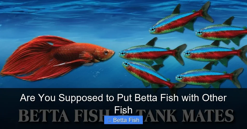Are You Supposed to Put Betta Fish with Other Fish
