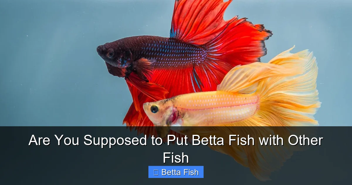 Are You Supposed to Put Betta Fish with Other Fish