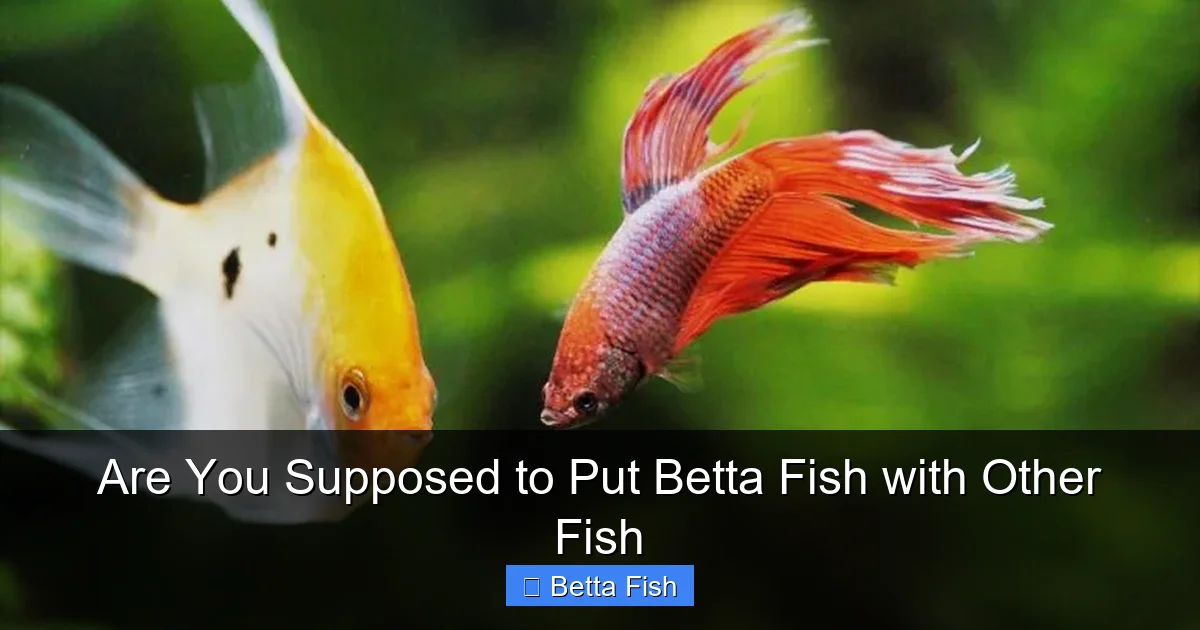 Are You Supposed to Put Betta Fish with Other Fish