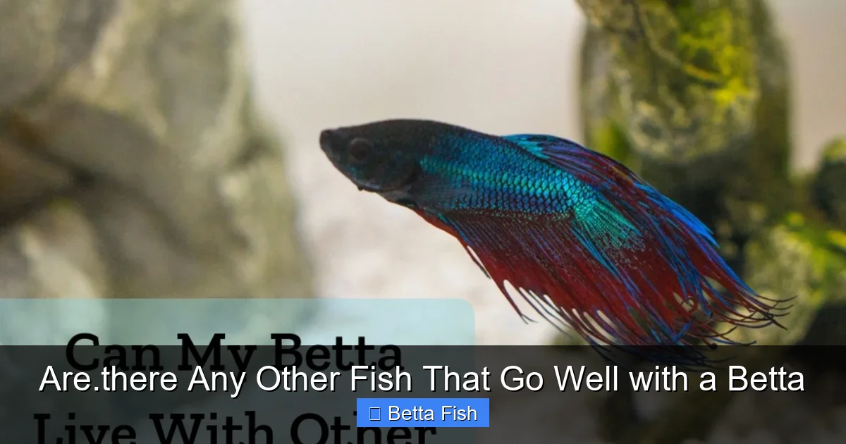Are.there Any Other Fish That Go Well with a Betta