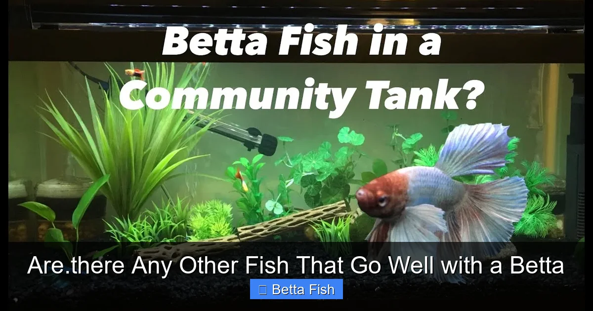 Are.there Any Other Fish That Go Well with a Betta