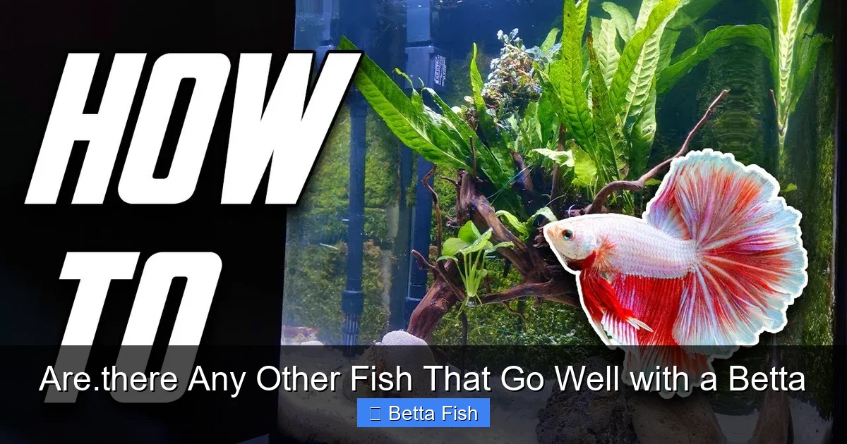 Are.there Any Other Fish That Go Well with a Betta