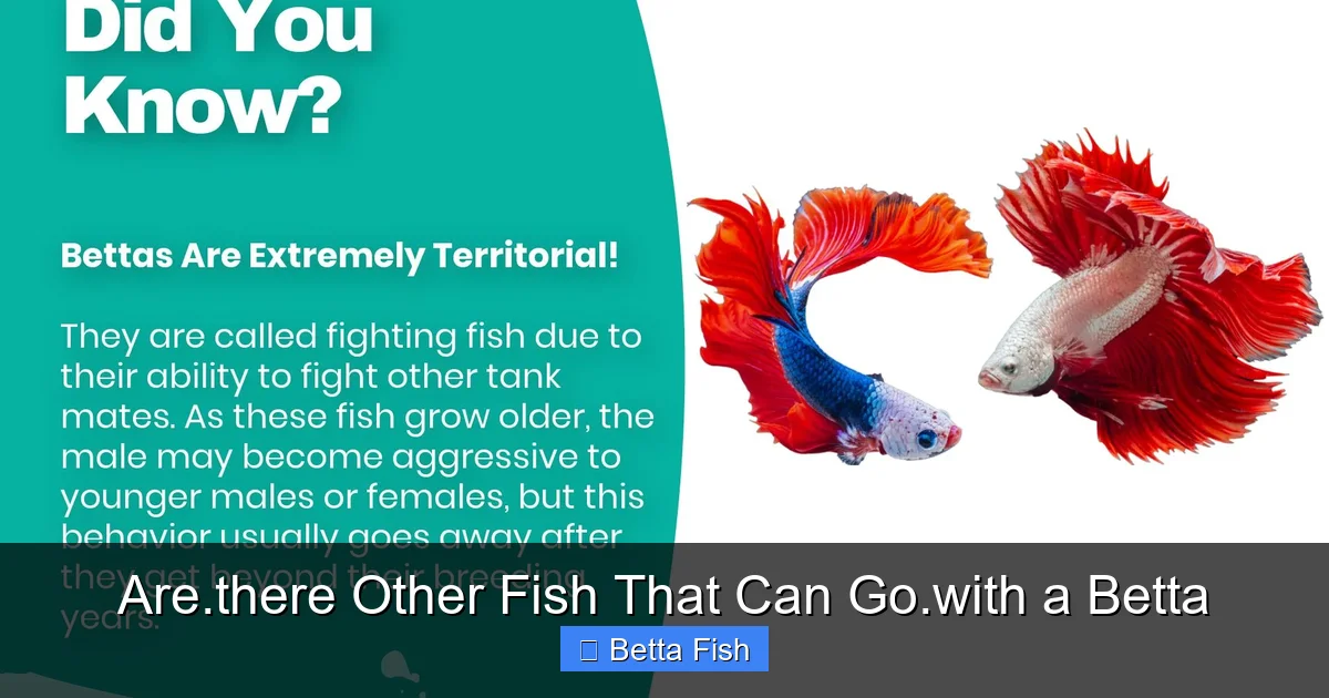 Are.there Other Fish That Can Go.with a Betta