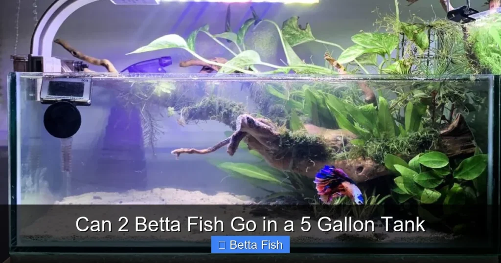 Can 2 Betta Fish Go in a 5 Gallon Tank