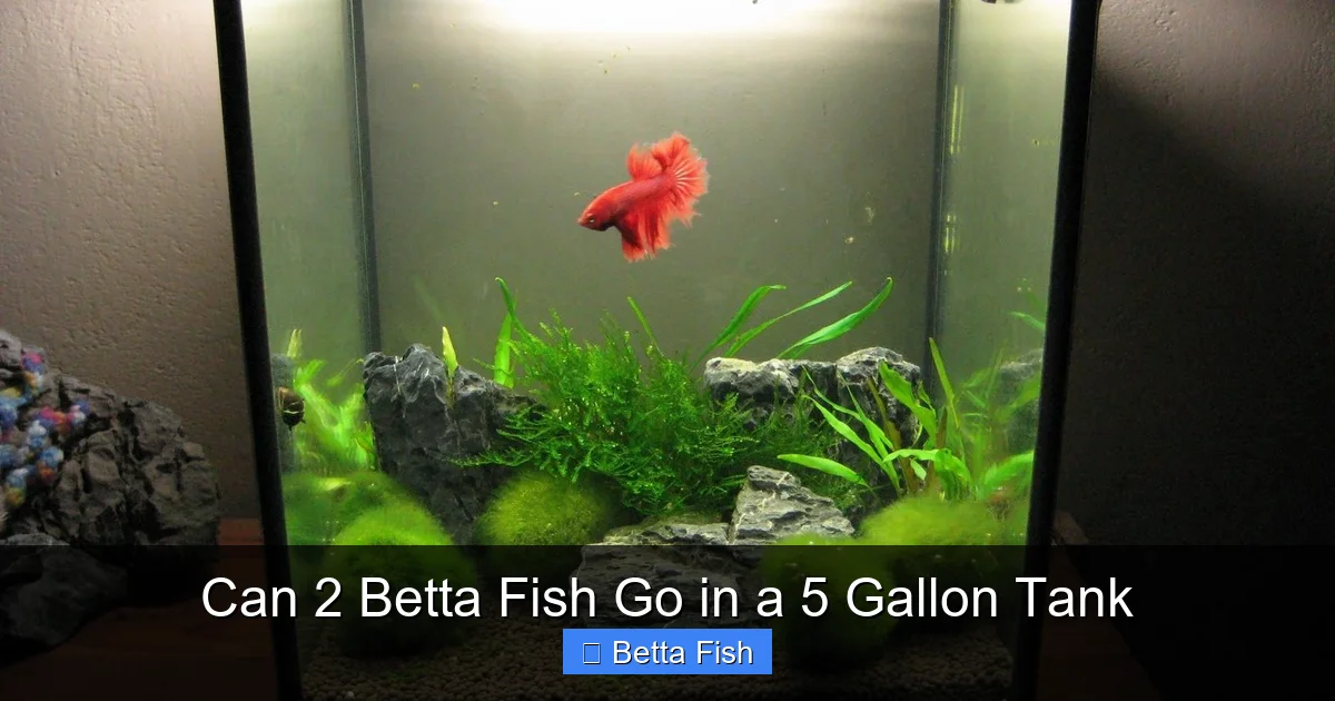 Can 2 Betta Fish Go in a 5 Gallon Tank