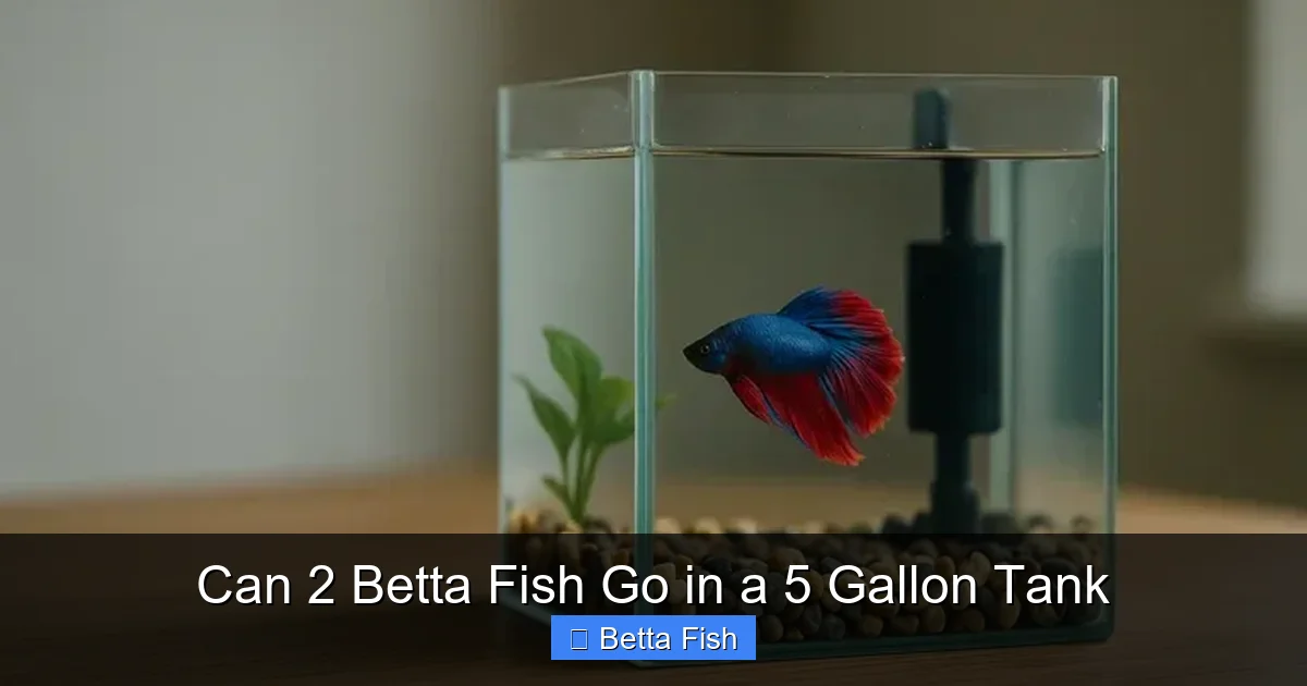 Can 2 Betta Fish Go in a 5 Gallon Tank