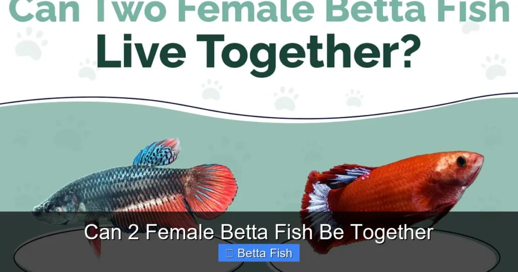 Can 2 Female Betta Fish Be Together