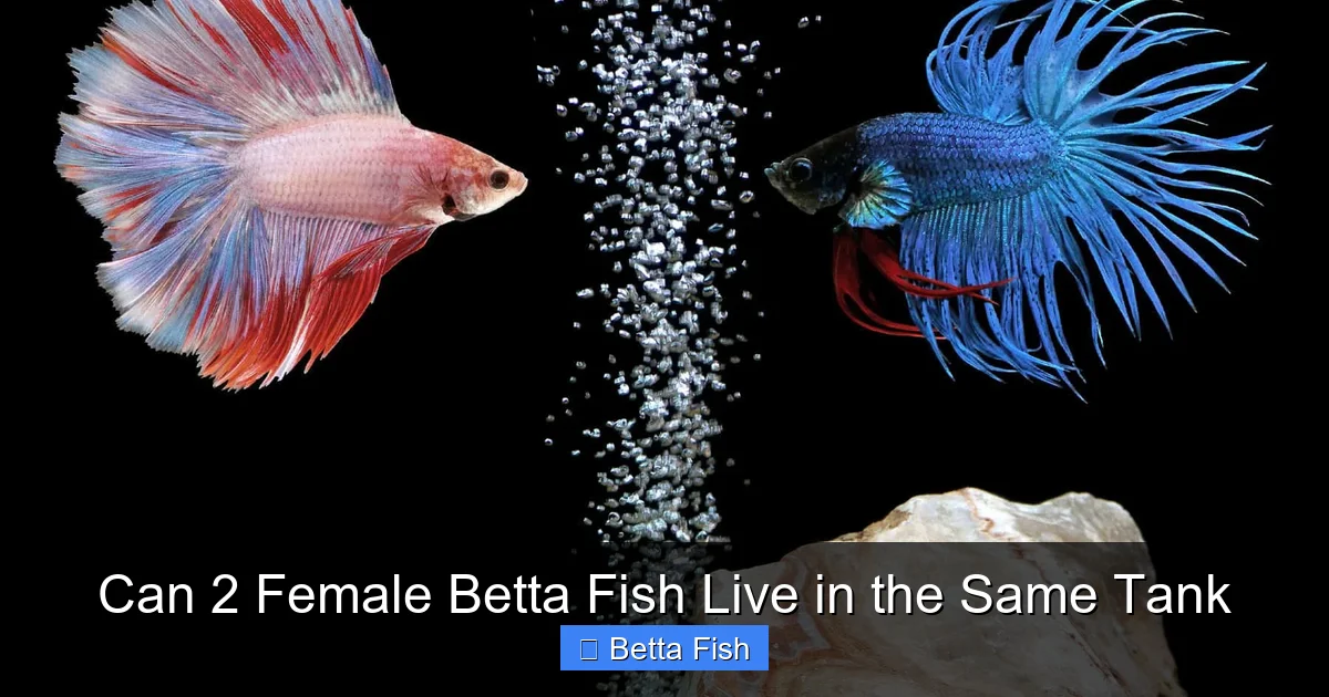 Can 2 Female Betta Fish Live in the Same Tank
