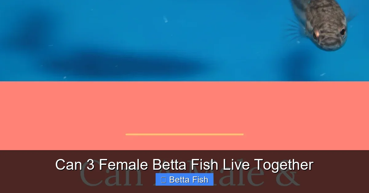 Can 3 Female Betta Fish Live Together