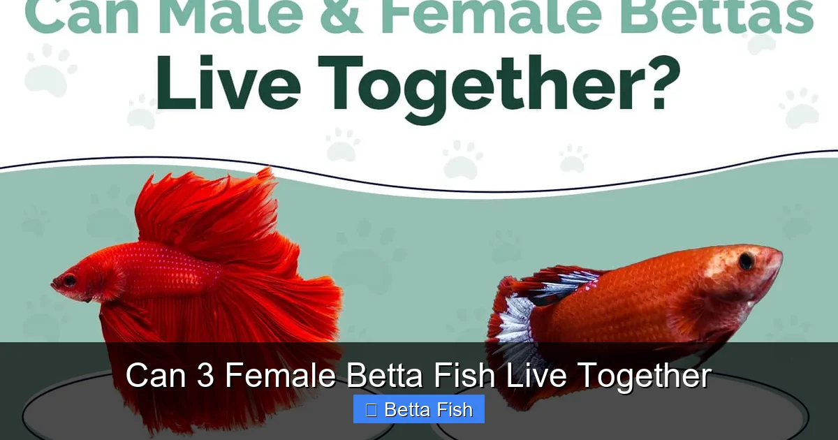 Can 3 Female Betta Fish Live Together