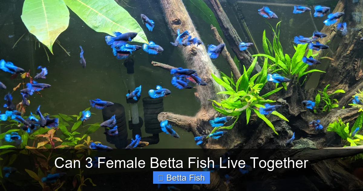 Can 3 Female Betta Fish Live Together