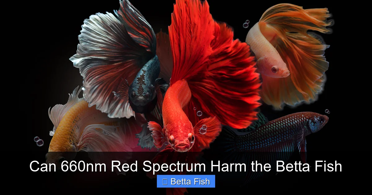 Can 660nm Red Spectrum Harm the Betta Fish