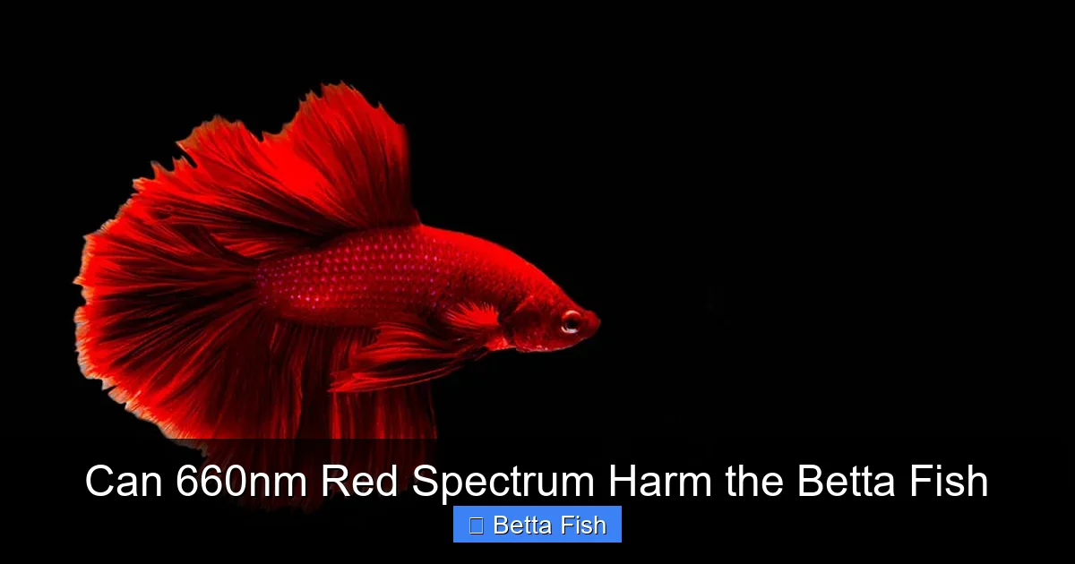 Can 660nm Red Spectrum Harm the Betta Fish