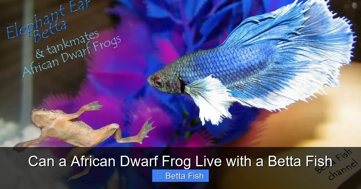 Can a African Dwarf Frog Live with a Betta Fish