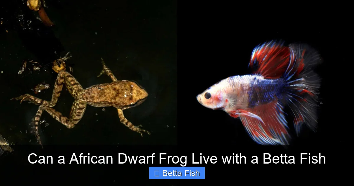 Can a African Dwarf Frog Live with a Betta Fish