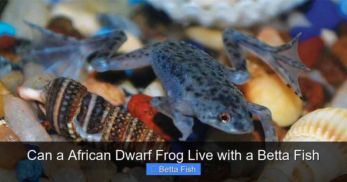 Can a African Dwarf Frog Live with a Betta Fish