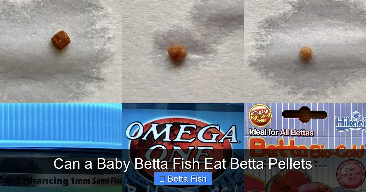 Can a Baby Betta Fish Eat Betta Pellets