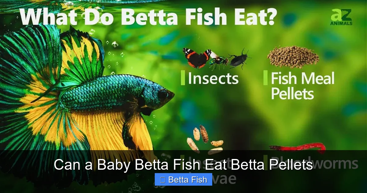 Can a Baby Betta Fish Eat Betta Pellets