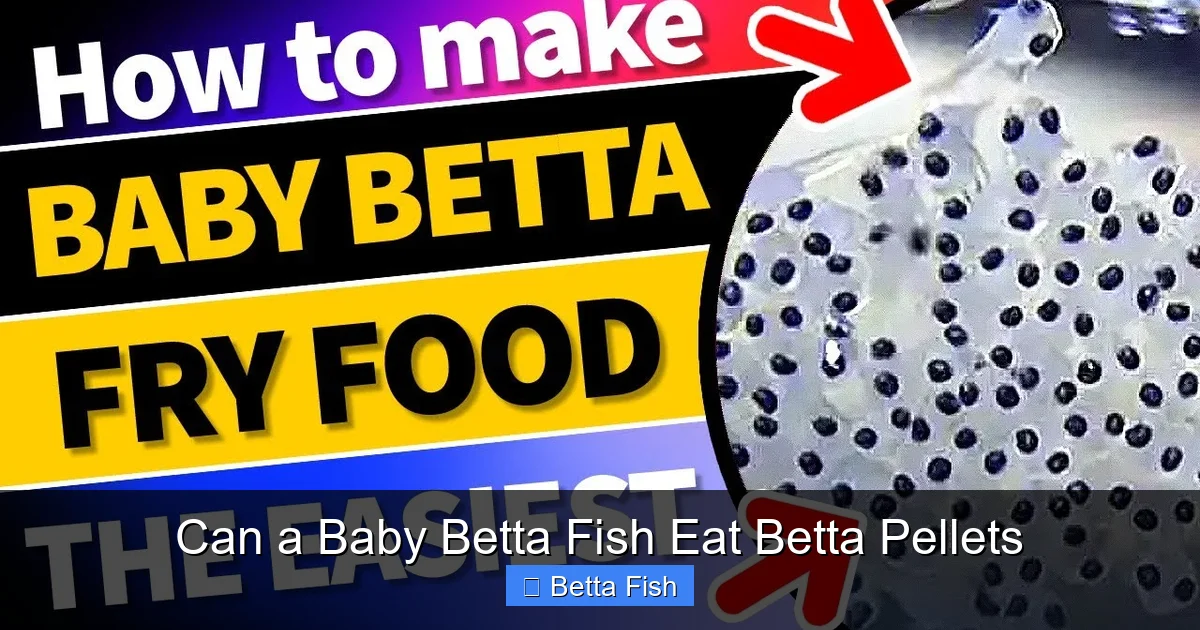 Can a Baby Betta Fish Eat Betta Pellets