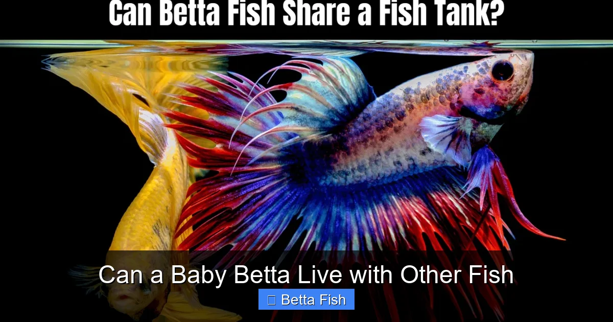 Can a Baby Betta Live with Other Fish