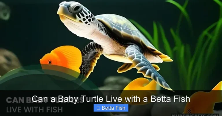 Can a Baby Turtle Live with a Betta Fish