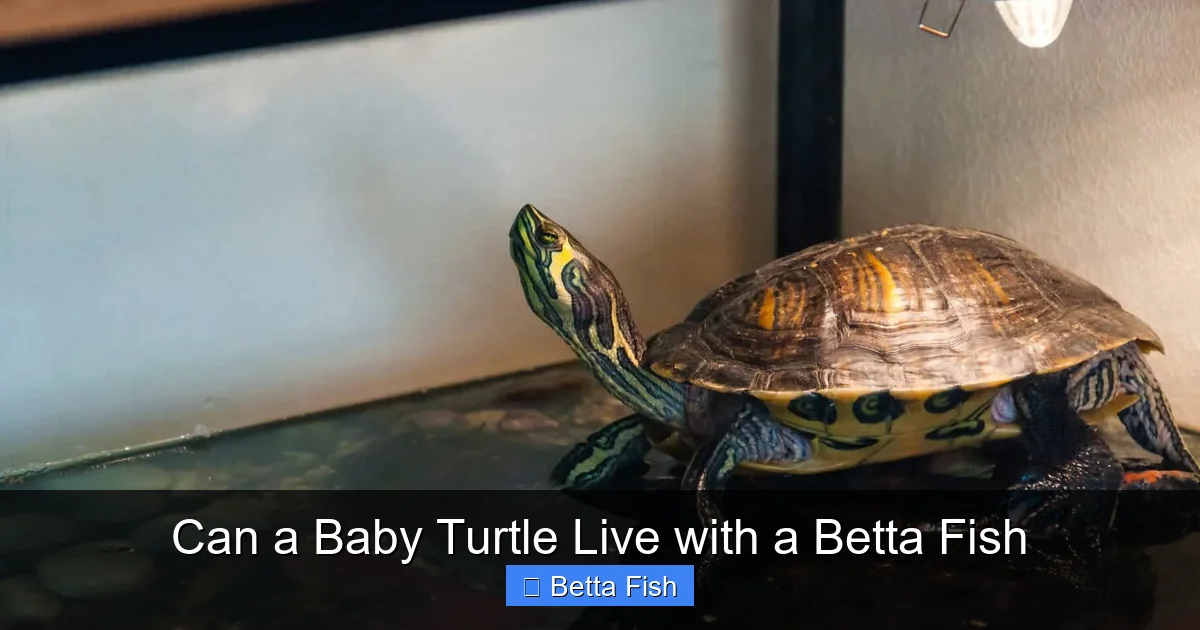 Can a Baby Turtle Live with a Betta Fish