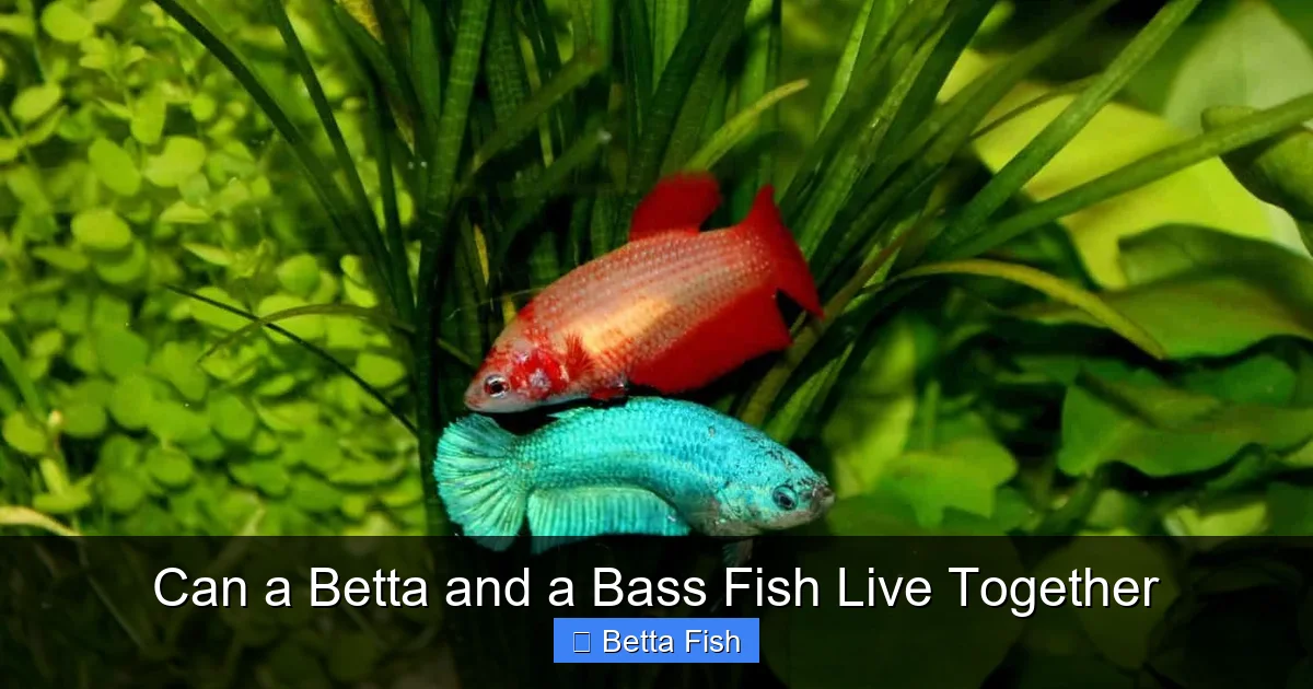 Can a Betta and a Bass Fish Live Together