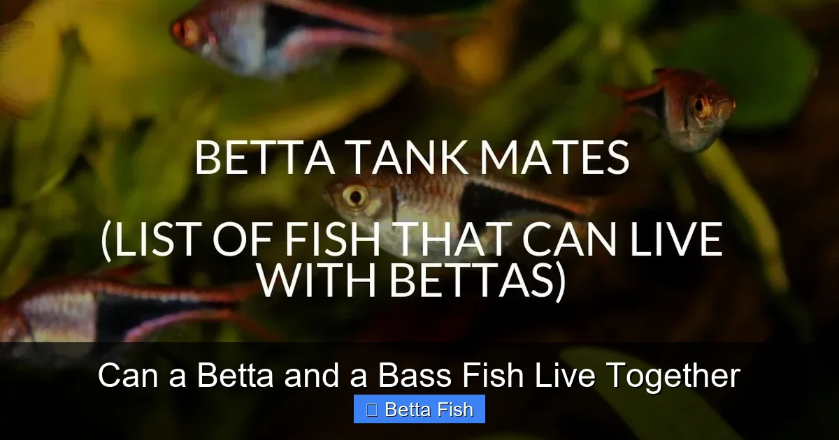 Can a Betta and a Bass Fish Live Together