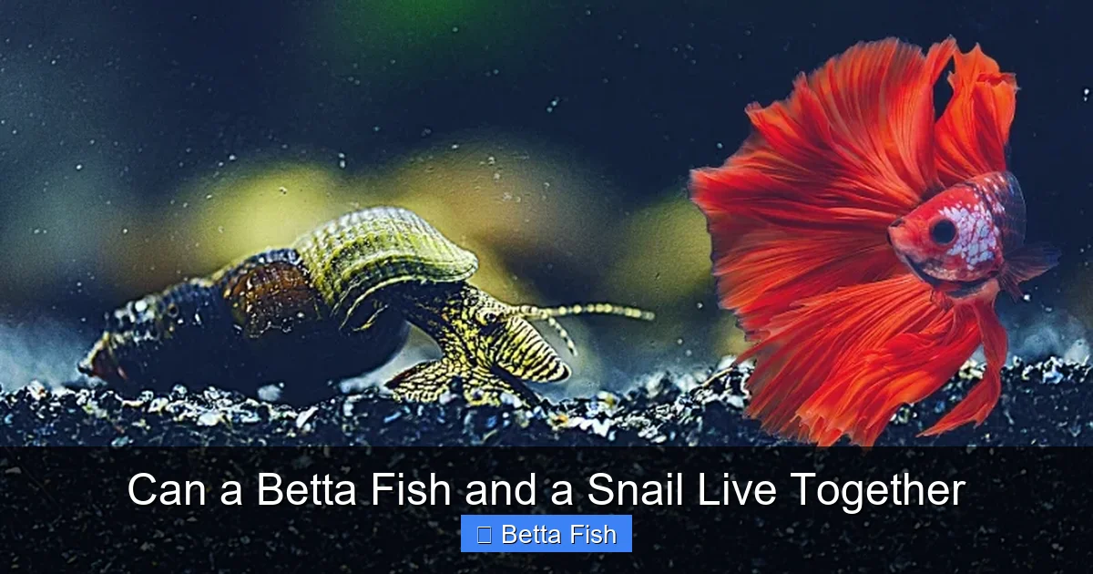 Can a Betta Fish and a Snail Live Together