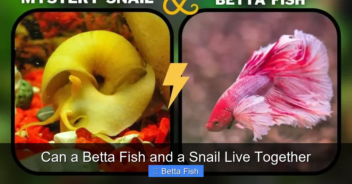 Can a Betta Fish and a Snail Live Together