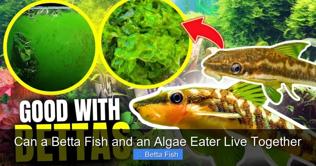 Can a Betta Fish and an Algae Eater Live Together