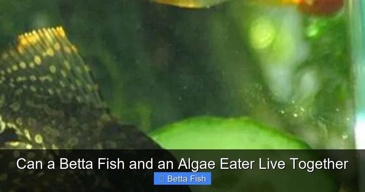 Can a Betta Fish and an Algae Eater Live Together