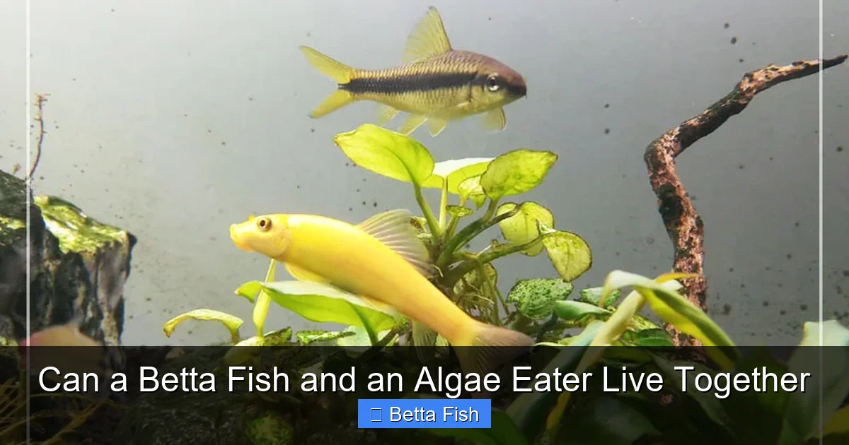 Can a Betta Fish and an Algae Eater Live Together