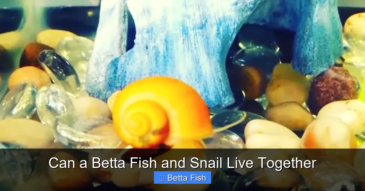 Can a Betta Fish and Snail Live Together