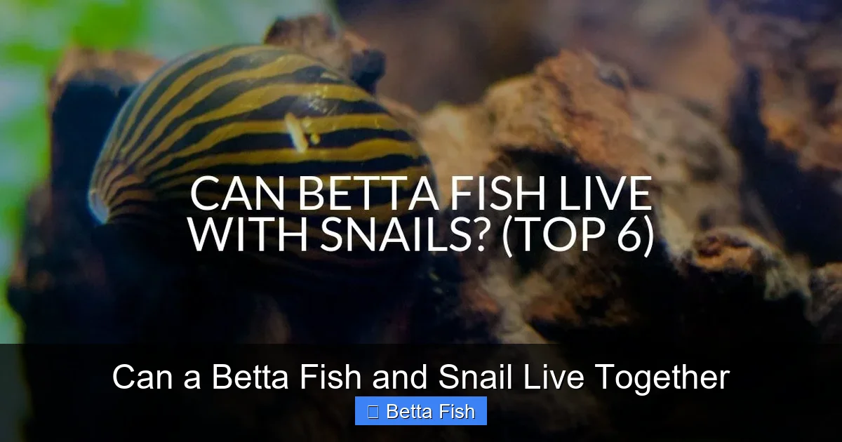 Can a Betta Fish and Snail Live Together