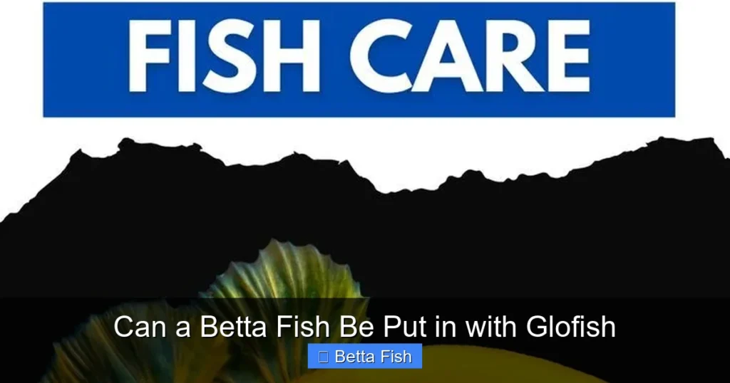 Can a Betta Fish Be Put in with Glofish