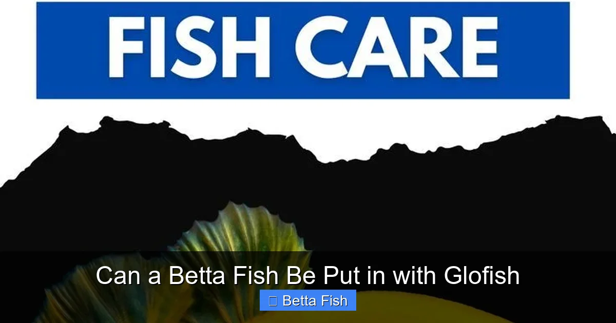 Can a Betta Fish Be Put in with Glofish
