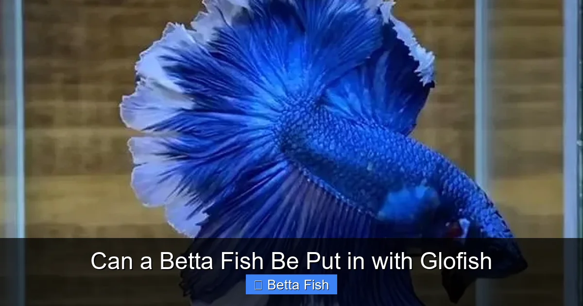 Can a Betta Fish Be Put in with Glofish