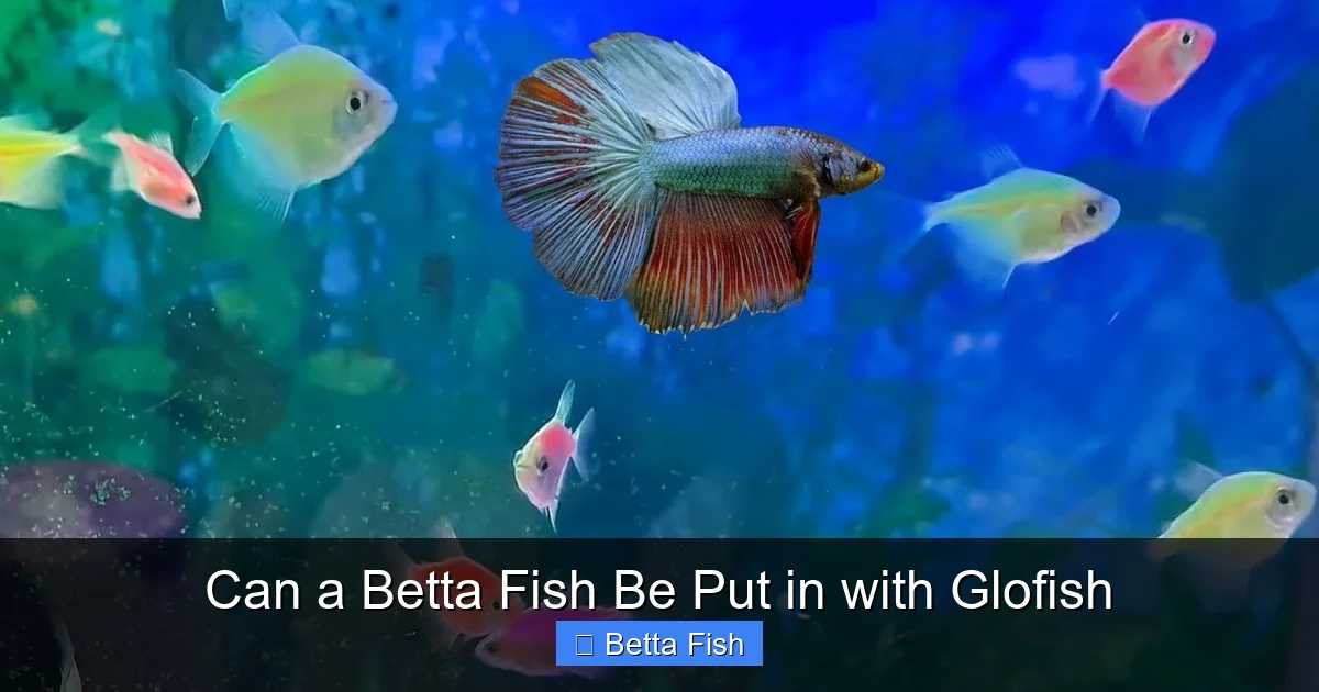 Can a Betta Fish Be Put in with Glofish