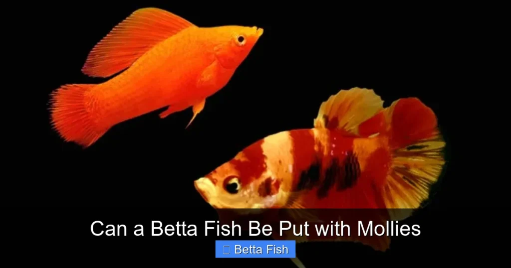 Can a Betta Fish Be Put with Mollies