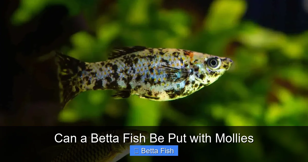 Can a Betta Fish Be Put with Mollies
