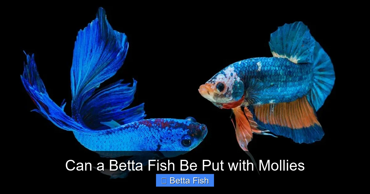 Can a Betta Fish Be Put with Mollies