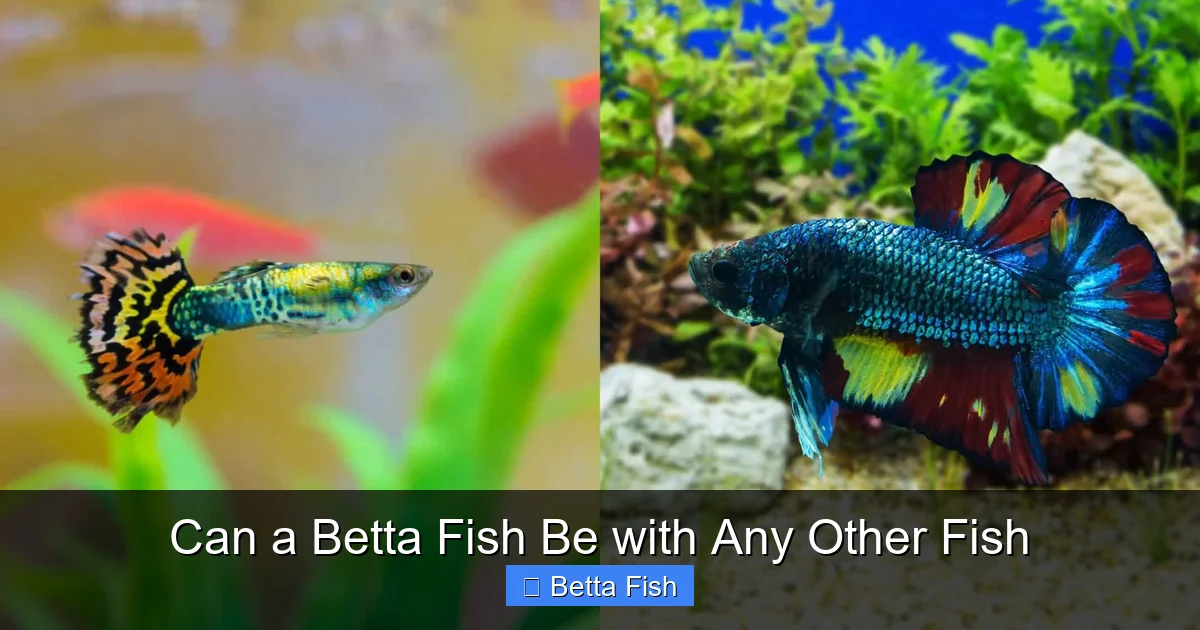 Can a Betta Fish Be with Any Other Fish