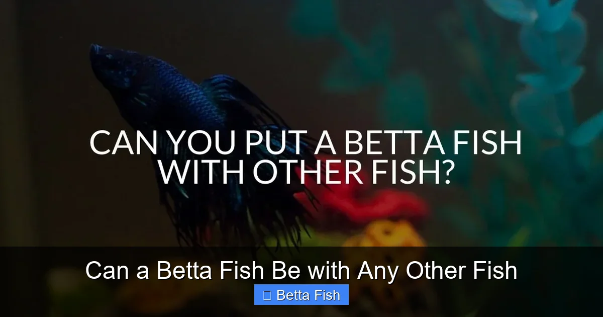 Can a Betta Fish Be with Any Other Fish